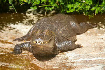 The ugliest alligator in the world resting on the edge of the lake and basking in the sun