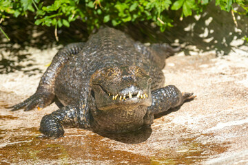 Obraz premium The ugliest alligator in the world resting on the edge of the lake and basking in the sun