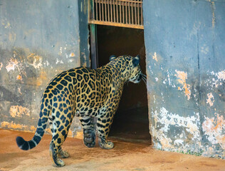 South American jaguar (Panthera onca). Tropical feline 
