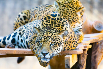 South American jaguar (Panthera onca). Tropical feline "onça pintada" 