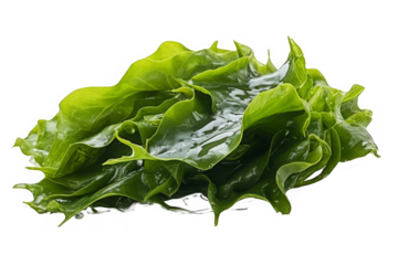 Close up of green laver seaweed isolated on transparent background