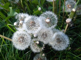 dandelion seed head