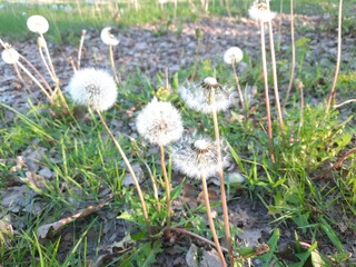 dandelions in the grass