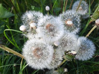 dandelion seed head