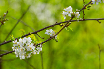 Kwitnące kwiaty dzikiej czereśni | Blooming wild cherry flowers