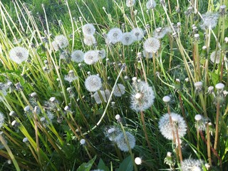 dandelions in grass