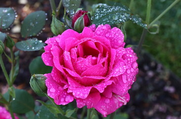 Rose Covered in Water Droplets