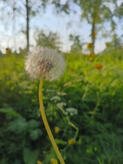 dandelion head