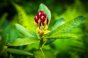 Rododendron, różanecznik (Rhododendron, ericaceae) Bordowy kwiat w pąku