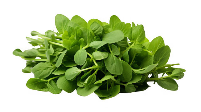 Fresh green salad leaves. Healthy eating concept. Vegetarian food.
