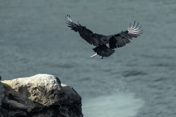 Ave aterrizando