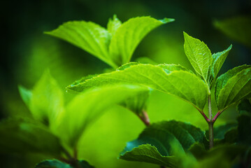Zielone, wiosenne liście