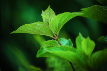 Zielone, wiosenne liście