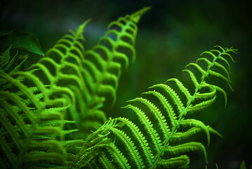 Paprotka zwyczajna Polypodium vulgare  © photogam
