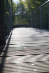 wooden bridge in the forest