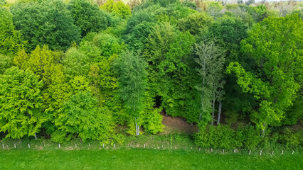 Drone view from above of a mixed deciduous forest with many different shades of green.