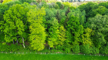 Drone view from above of a mixed deciduous forest with many different shades of green.