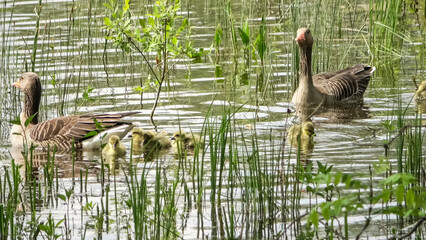 Two geese with their newly hatched babies swim together in the sunshine on a lake with small waves.