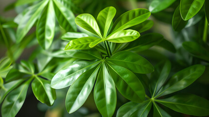 Visual Guide for Caring and Nurturing an Indoor Umbrella Plant