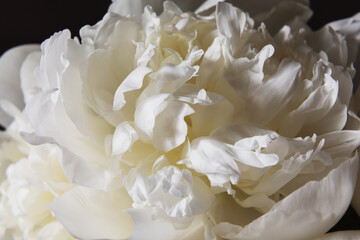 Close up of a white peony bloom. A detailed close-up shot of a white peony flower, showcasing the...