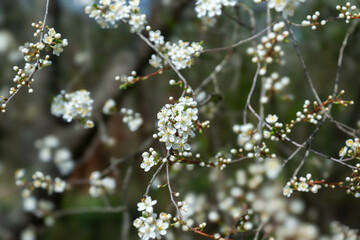Spring blooming background. Beautiful nature with blossoming tree and solar flare. Spring flowers. Beautiful orchard. Spring, Easter.
