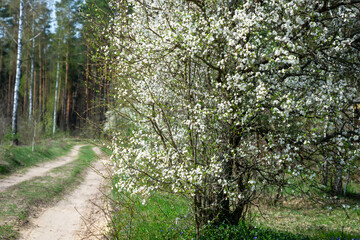 Spring blooming background. Beautiful nature with blossoming tree and solar flare. Spring flowers. Beautiful orchard. Spring, Easter.