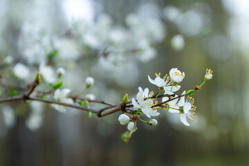 Spring blooming background. Beautiful nature with blossoming tree and solar flare. Spring flowers. Beautiful orchard. Spring, Easter.