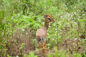 deer in the woods