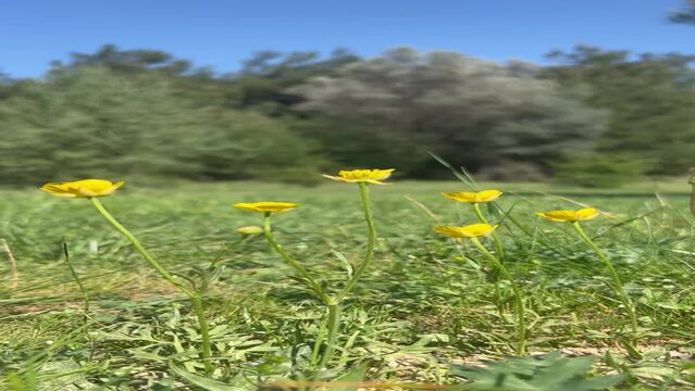 Yellow flowers by sping time 