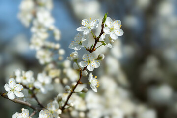 Spring blooming background. Beautiful nature with blossoming tree and solar flare. Spring flowers. Beautiful orchard. Spring, Easter.