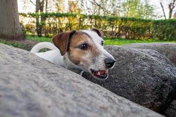 Dog. Jack Russell terrier. Pet. Portrait of a cute hunting dog. The theme of animals.