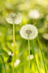 Vibrant and tranquil nature in Denmark	