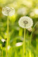 Vibrant and tranquil nature in Denmark	