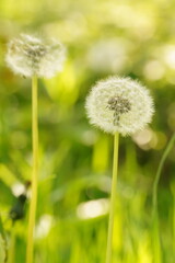 Vibrant and tranquil nature in Denmark	