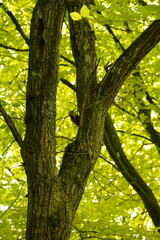 Vibrant and tranquil nature in Denmark	