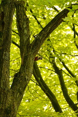 Vibrant and tranquil nature in Denmark	