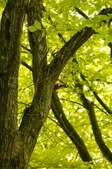 Vibrant and tranquil nature in Denmark	