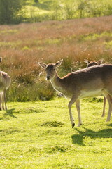 Vibrant and tranquil nature in Denmark	