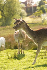 Vibrant and tranquil nature in Denmark	