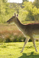 Vibrant and tranquil nature in Denmark	