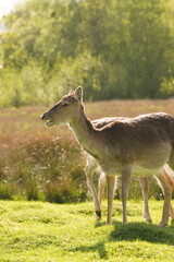 Vibrant and tranquil nature in Denmark	