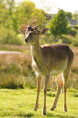 Vibrant and tranquil nature in Denmark	