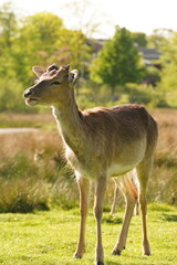 Vibrant and tranquil nature in Denmark	