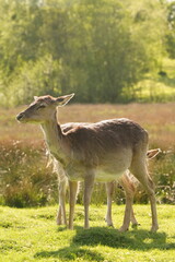 Vibrant and tranquil nature in Denmark	