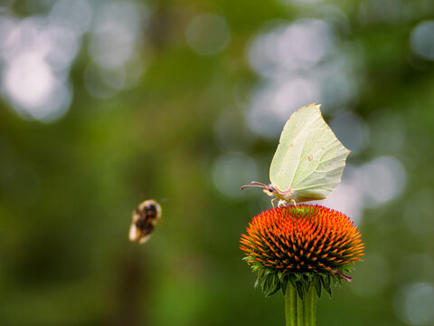 Bee approaching a butterfly on an echinacea to collect pollen
