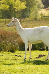 Obraz premium Vibrant and tranquil nature in Denmark 