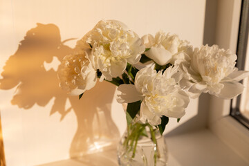 White peony flowers in glass vase in soft sunset light. Delicate beauty of white peonies bathed in...