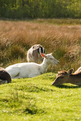 Vibrant and tranquil nature in Denmark	