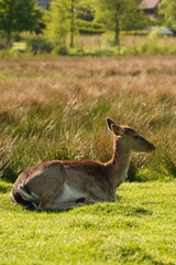Vibrant and tranquil nature in Denmark	
