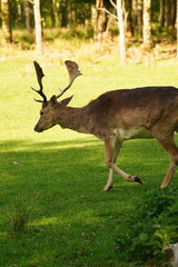 Vibrant and tranquil nature in Denmark	